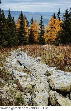 Large Kurum Stones Lie In The Autumn Forest In The Mountains, Stones Covered With Moss On The Backgr