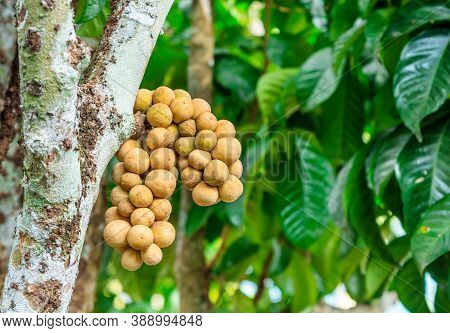Lasium Demesticum (name Thai Longkong) On Tree Blurred Background, Macro