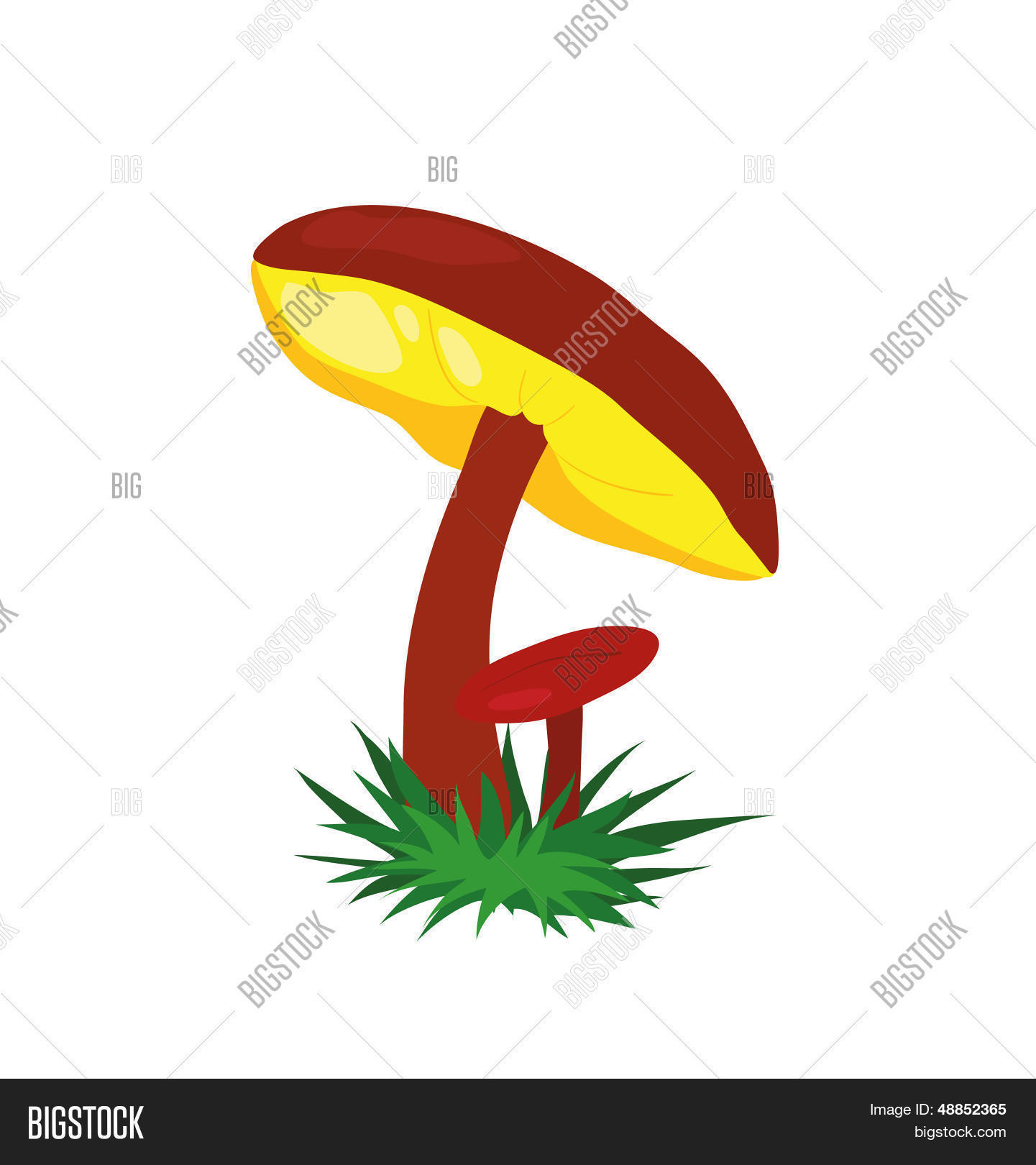 Image Preview