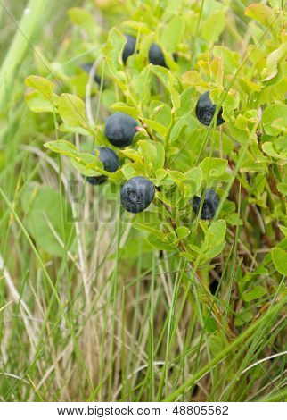 Blueberry