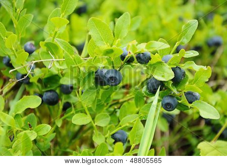 Blueberry