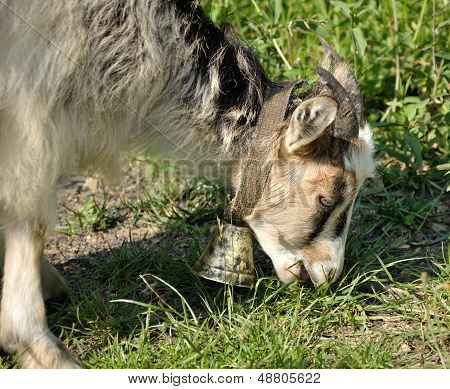 Goatling With Bell