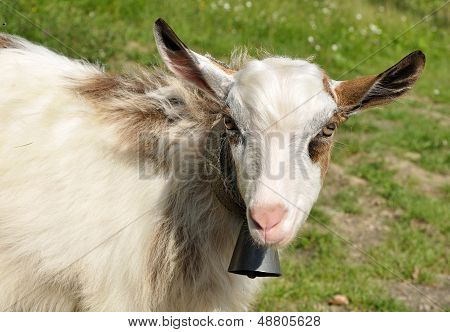 Goatling With Bell On The Neck