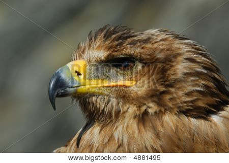 Pusztai sas