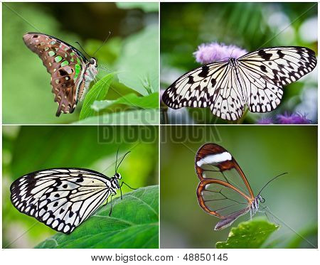Farfalla Collage