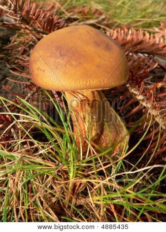 Suillus fungo