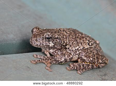 Cute Little Gray Tree Frog