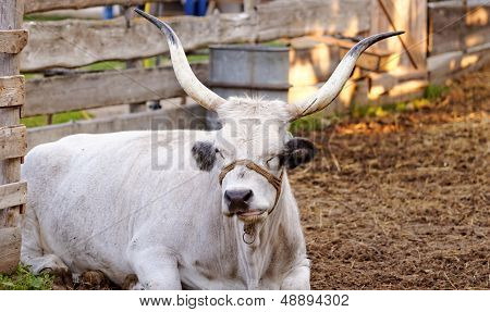 Hungarian Grey Cattle