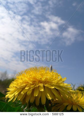 Dente di Leone