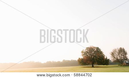 Lone Tree On Horizon