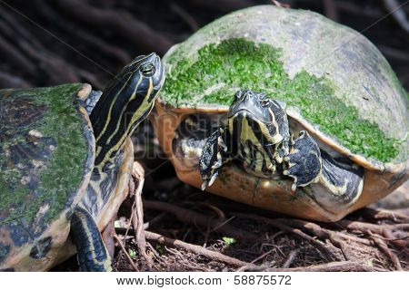 Painted Turtle In Wildlife In Soft Focus