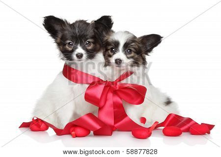 Papillon Puppies Associated Red Bow