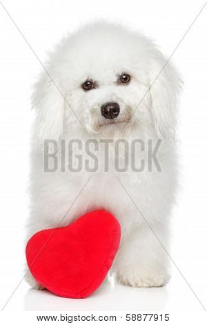 Bichon Frise Dog With Valentine Heart