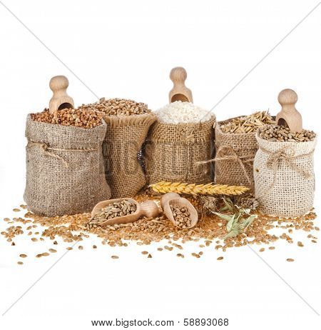 Corn kernel seed meal and grains in bags with wooden scoop isolated on a white background 