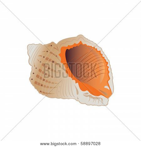 Seashell. Vector illustration eps.10.