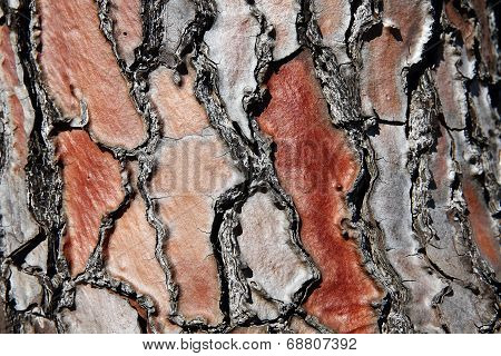 Detail Of Pine Tree Bark In Red