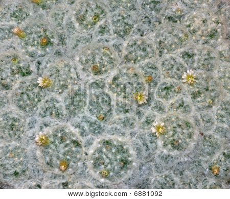 Mammillaria Plumosa