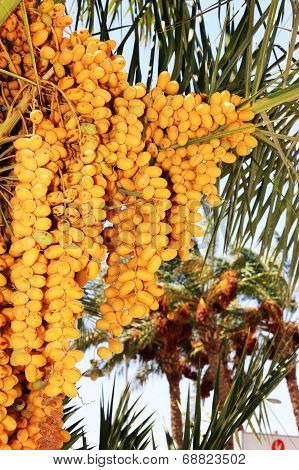 Date Palm