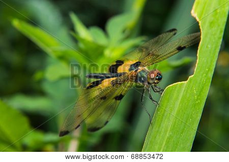 Close-up Of Dragonfly