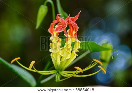 Gloriosa Superba Or Climbing Lily Flower