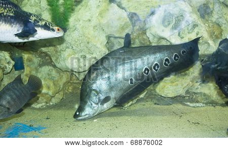 Knifefish