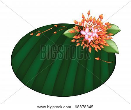 Beautiful Red Ixora Flowers On Banana Leaf
