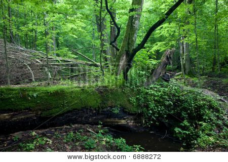สดผลัดใบยืน Bialowieza ป่าใน Springtime