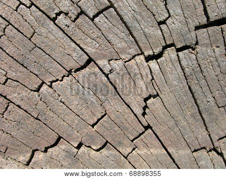 Old Log