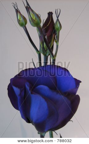 Papavero blu