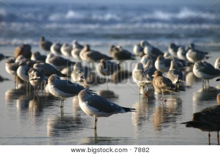 Shorebirds