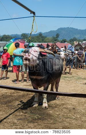 Buffalo Market In Rantepao