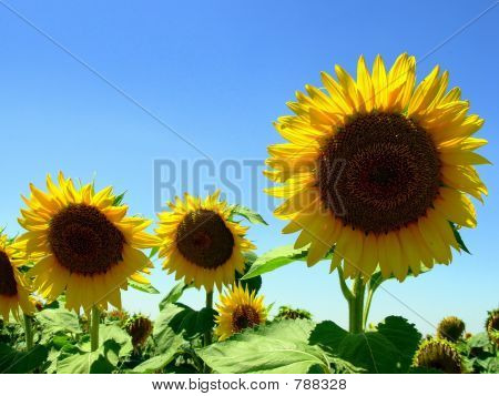 Girasole