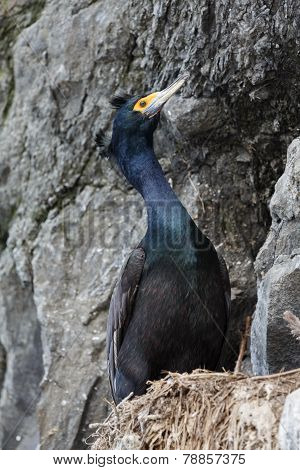 Red-faced Cormorant