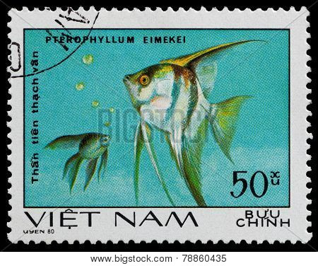 Aquarium Fish
