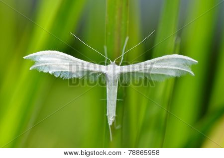white plume moth in natural habitat (pterophorus pentadactyla)