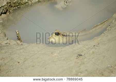 A Giant Mud Skipper