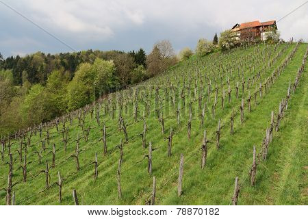 Vineyard House