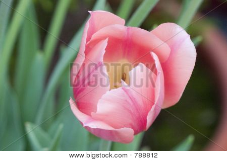 Rosa Tulpe