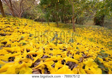 Golden tree