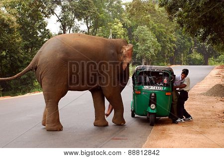 Elephant And Auto Rickshaw