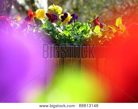 colorful pansies