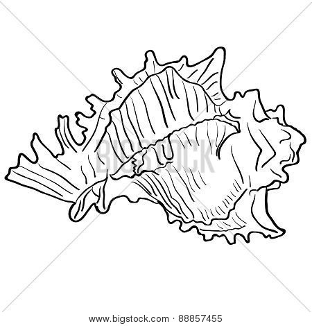 Marine hand drawn shell.