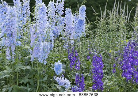 Delphinium Plant