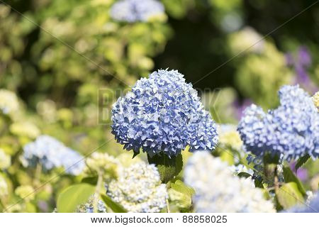 Hydrangea