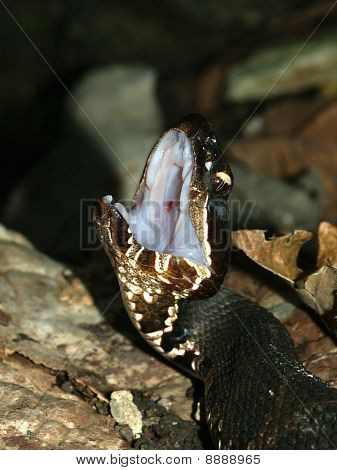Cottonmouth (agkistrodon Piscivorus)