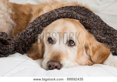 Golden Retriever Dog Cold