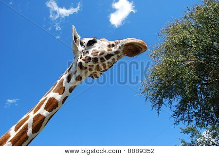 Guardando giraffa
