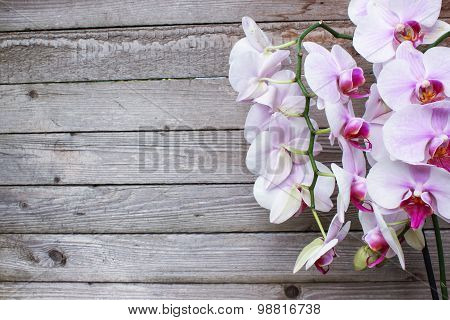 Orchid flowers