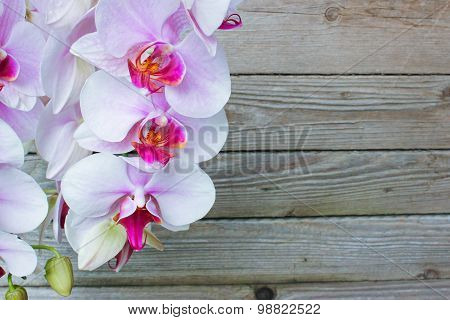 White orchid flowers