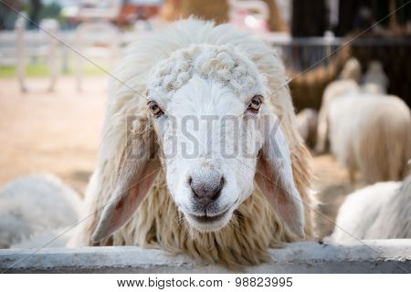 Close Up White Sheep